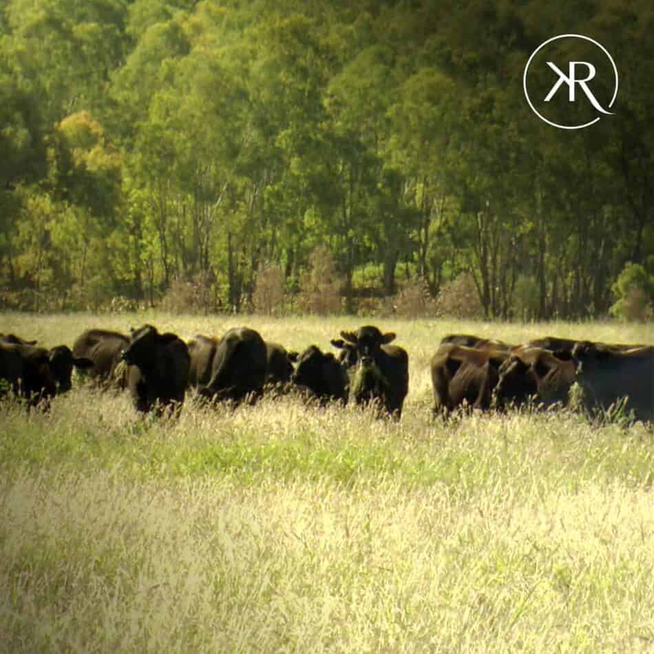 Wagyu King River Ribeye - Afbeelding 2