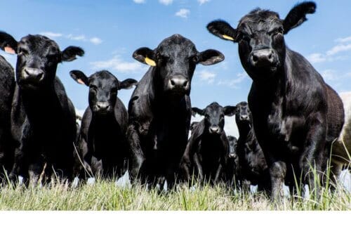 Black Angus Canada, Prime Picanha - Afbeelding 2