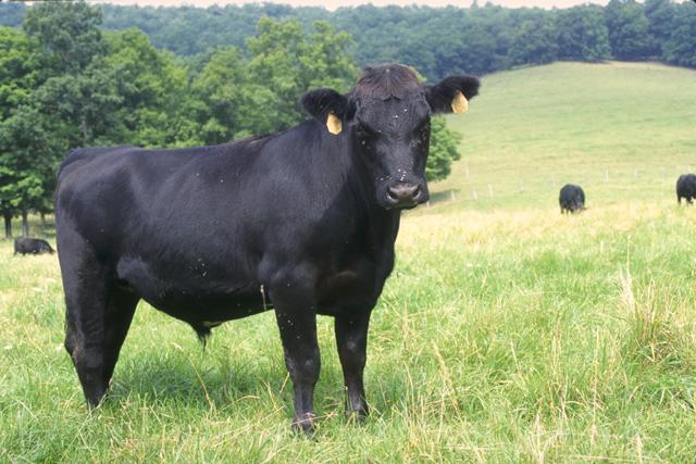 Black Angus Schotland, Bavette gemarineerd - Afbeelding 2