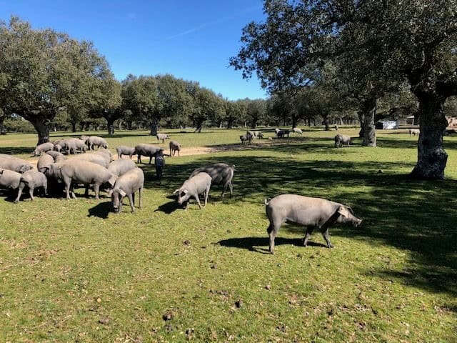 Duroc - Iberico Coronas ( racks ) - Afbeelding 2